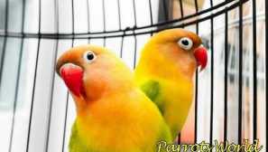 Jak naučit mluvit papoušku loveburst